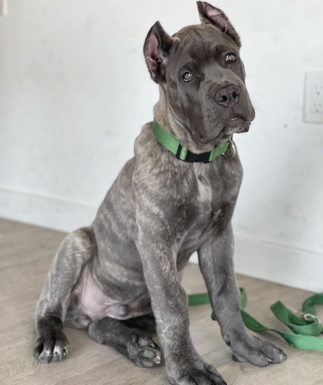  3 Maco male puppy For Sale 