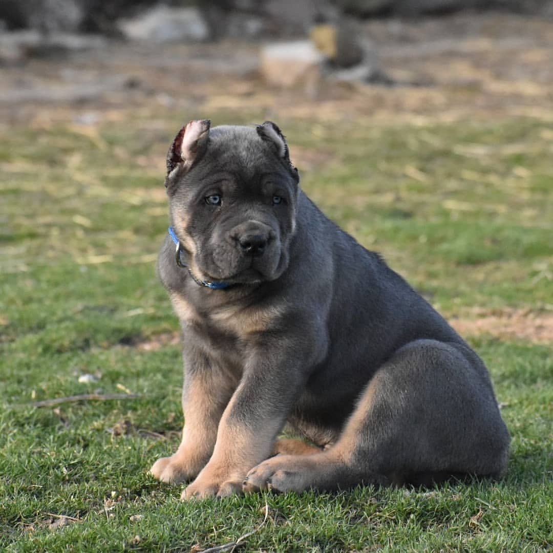  1 Leo Male puppy For Sale 