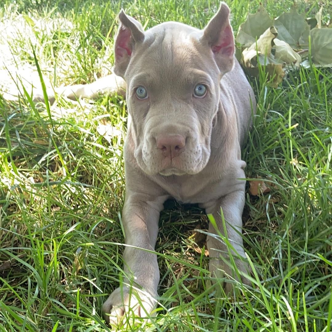  4 Gloy Female puppy For Sale 