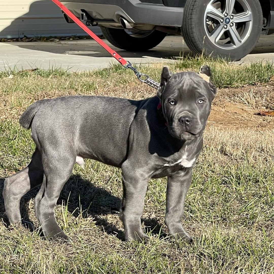  2 Wild  Male puppy For Sale 