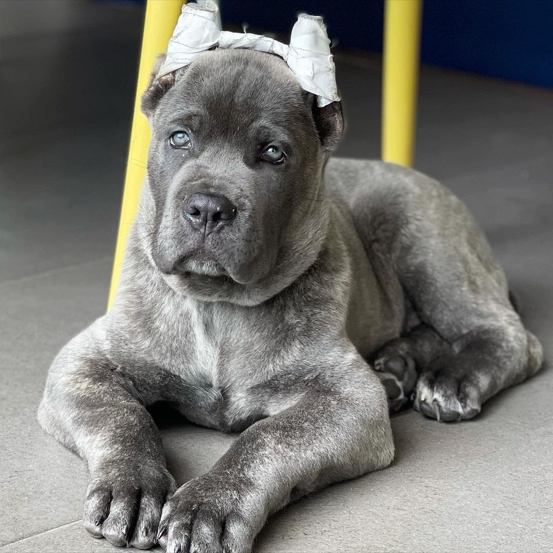  3 Jeff male puppy For Sale 