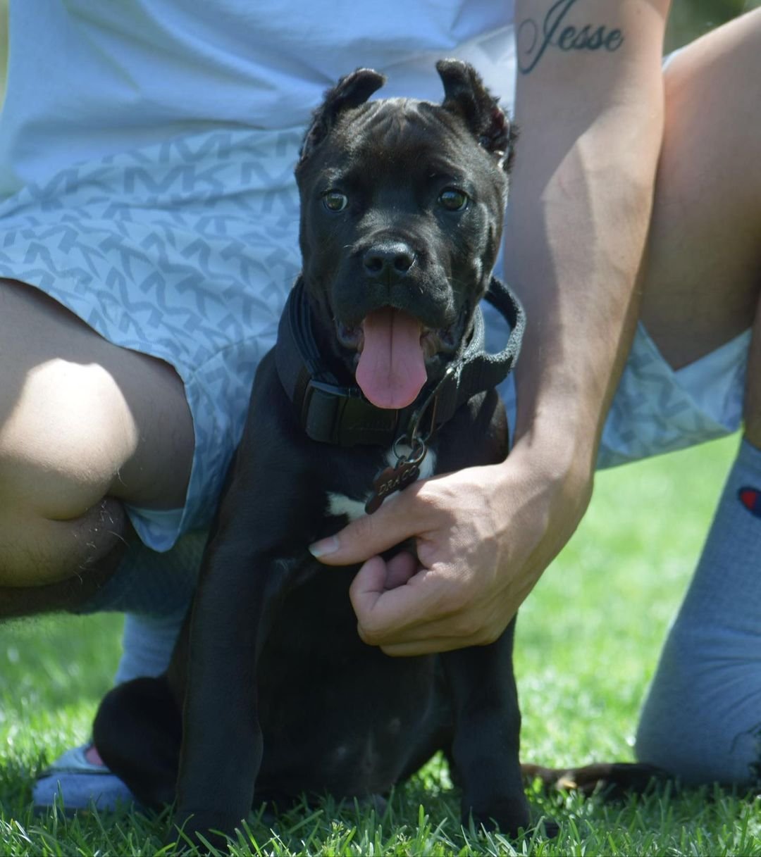  1 Roc Male puppy For Sale 