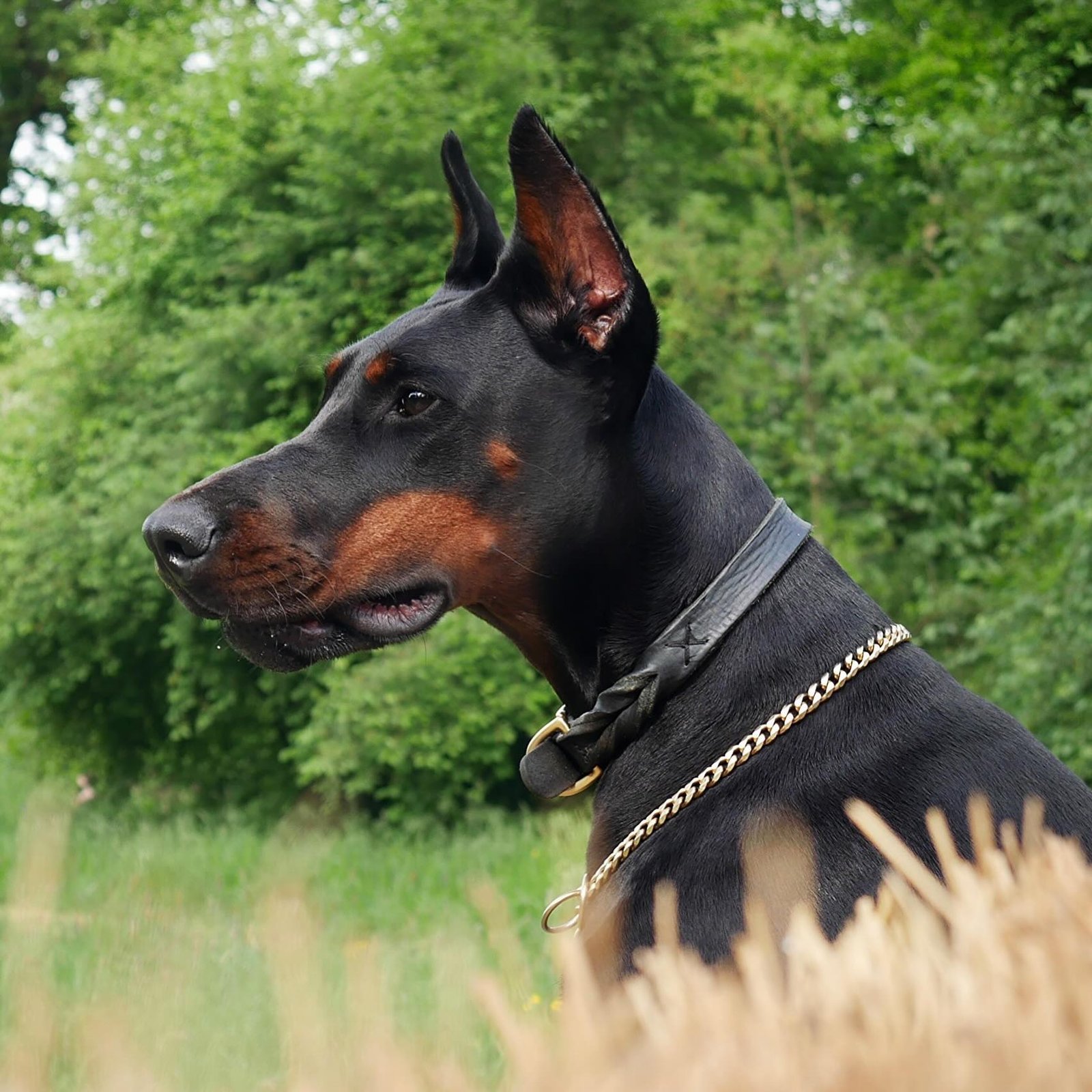 dobermann_eva_1747469281816