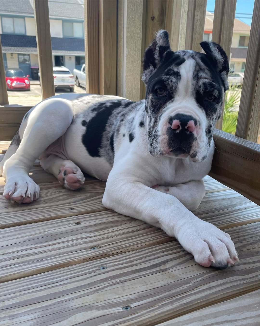  1 Cooper Male puppy For Sale 