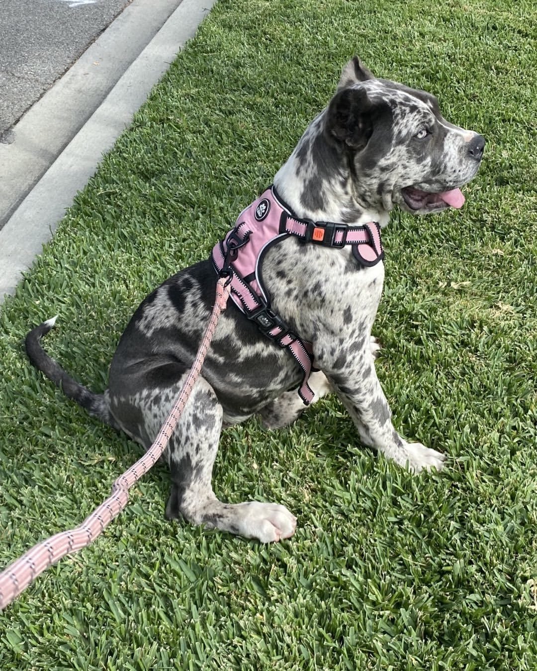  2 carlis  Male puppy For Sale 
