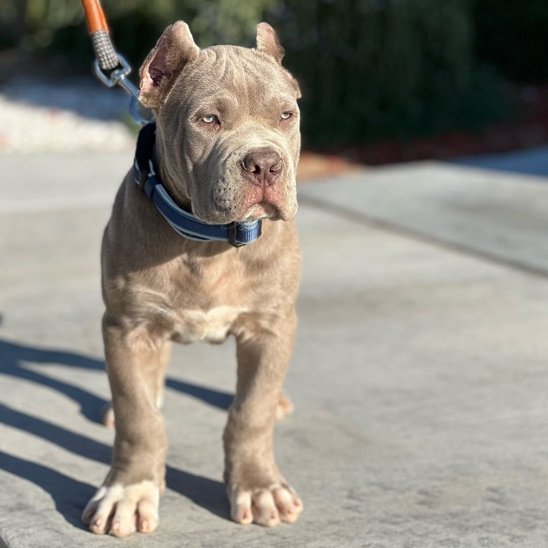  3 Maco male puppy For Sale 