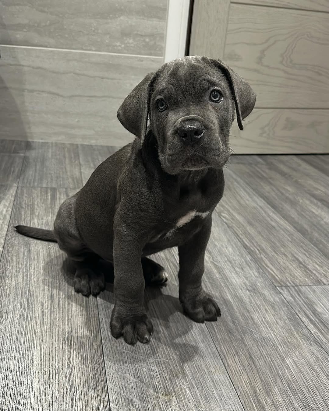  1 Cooper Male puppy For Sale 