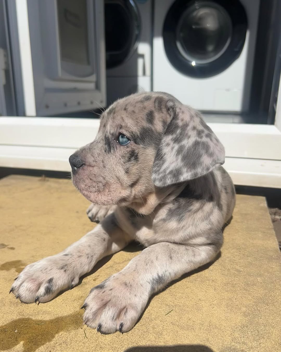  2 carlis  Male puppy For Sale 
