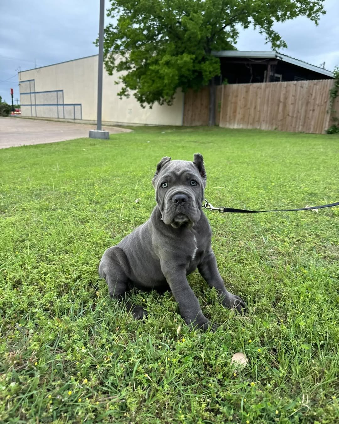  3 Maco male puppy For Sale 