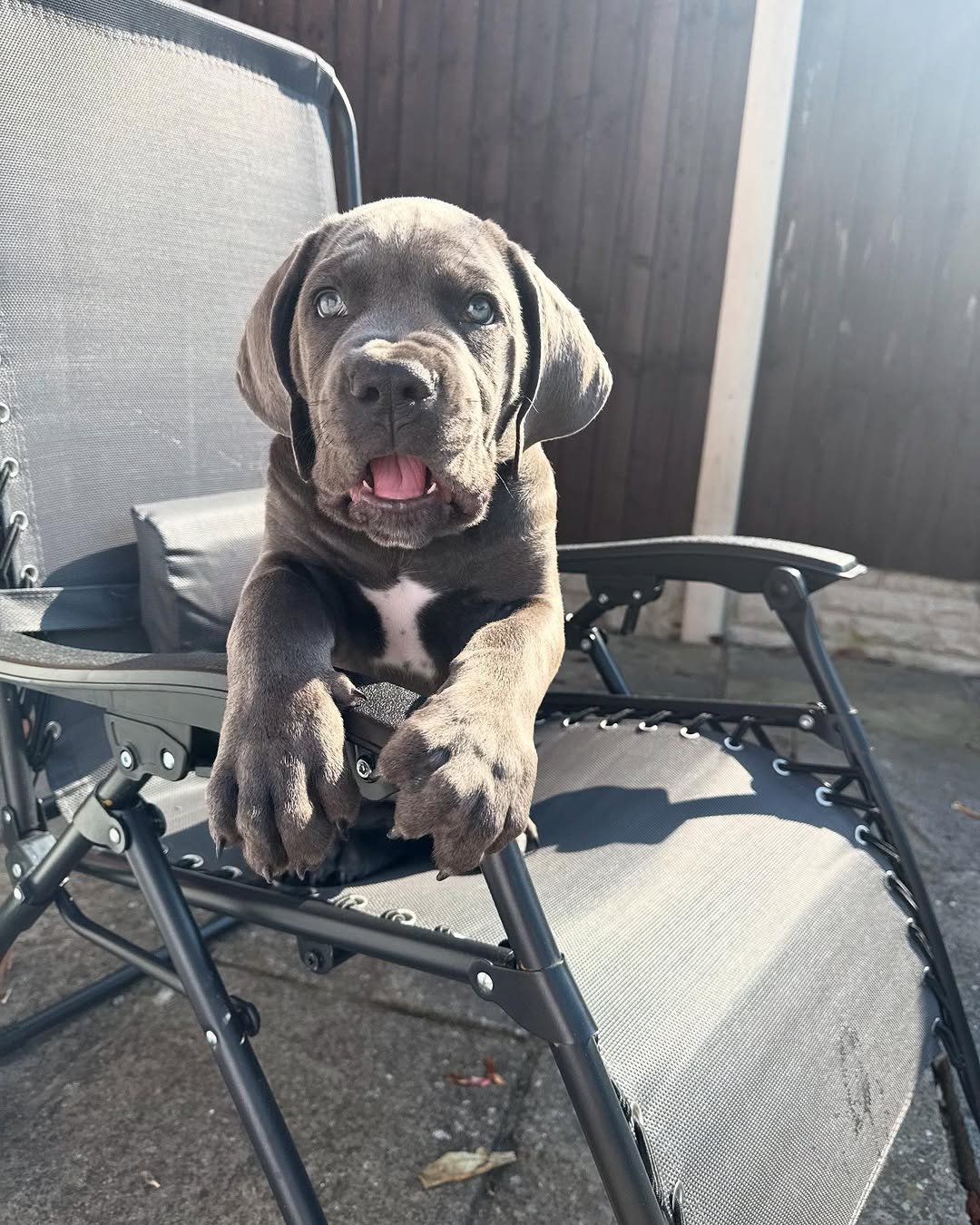  3 Maco male puppy For Sale 