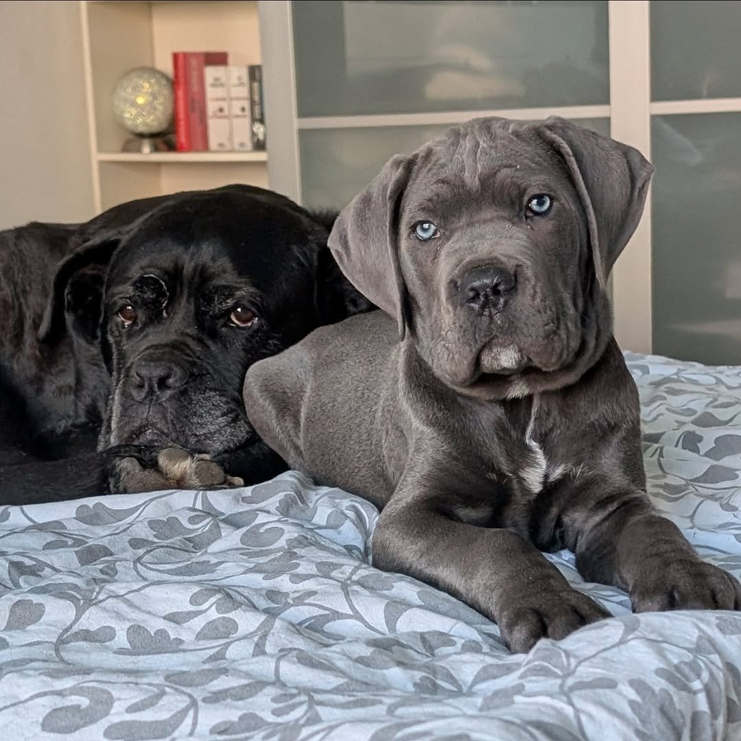  1 Cooper Male puppy For Sale 