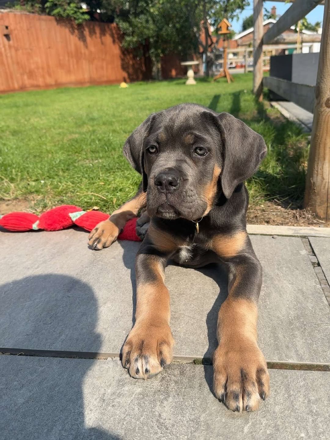  2 carlis  Male puppy For Sale 
